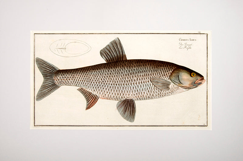 Plate VII. Gyprinus Aspius. Der Raapfe. La Raphe.
