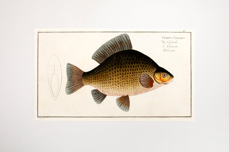 Plate XI. Cyprinus Carassius. Die Karausche. Le Carassin. The Crucian.