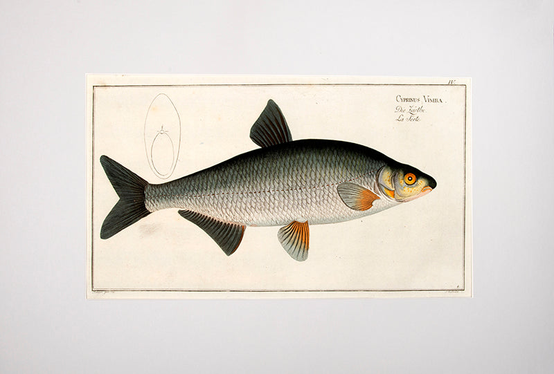 Plate IV. Cyprinus Vimba. Die Zärthe. La Serte.