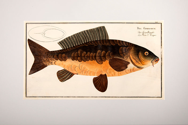 Plate XVII. Rex Gyprinorum. Der Spiegelkarpfen. La Reine d'Carpes.