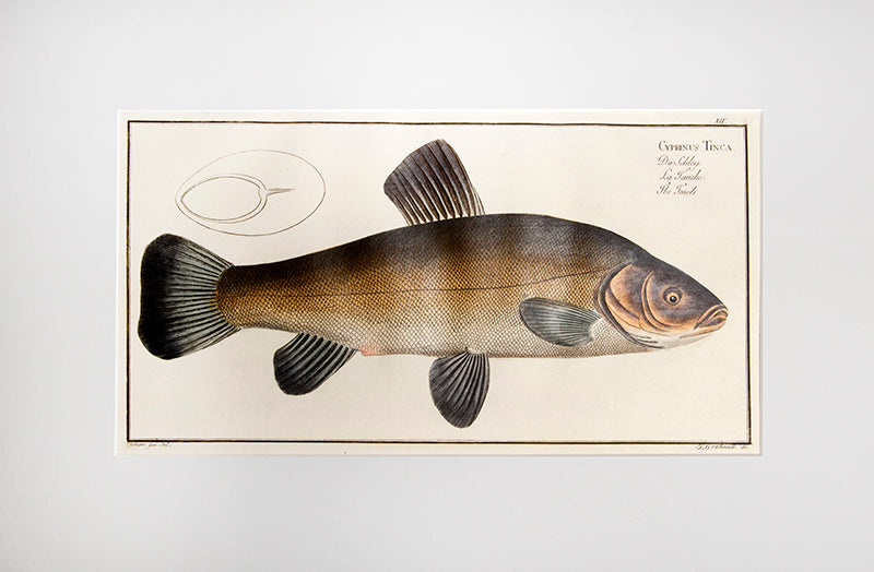 Plate V. Cyprinus Dobula. Der Döbel. La Dobule.