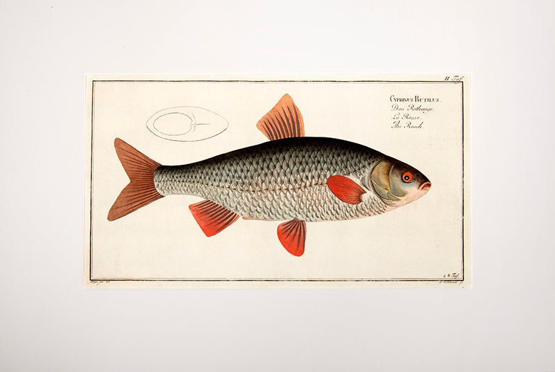 Plate II. Cyprinus Rutilus. Das Rothauge. La Rosse. The Roach.