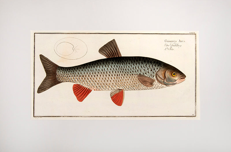 Plate XXXVI. Cyprinus Jdus. Der Kühling. L'Fde.