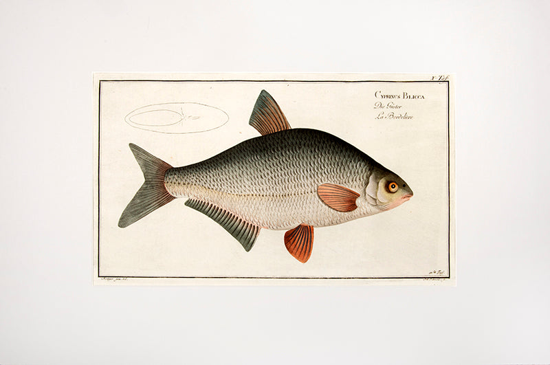 Plate X. Cyprinus Blicca. Die Güster. La Bordeliere.