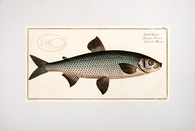 Original copperplate engraving of Sakmo Maraene which is the family of whitefish