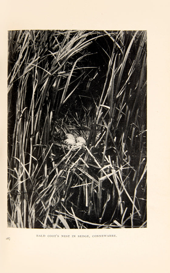 First edition of one of the most significant of Australian bird books, The Birds of the District of Geelong by Charles E. Belcher.
