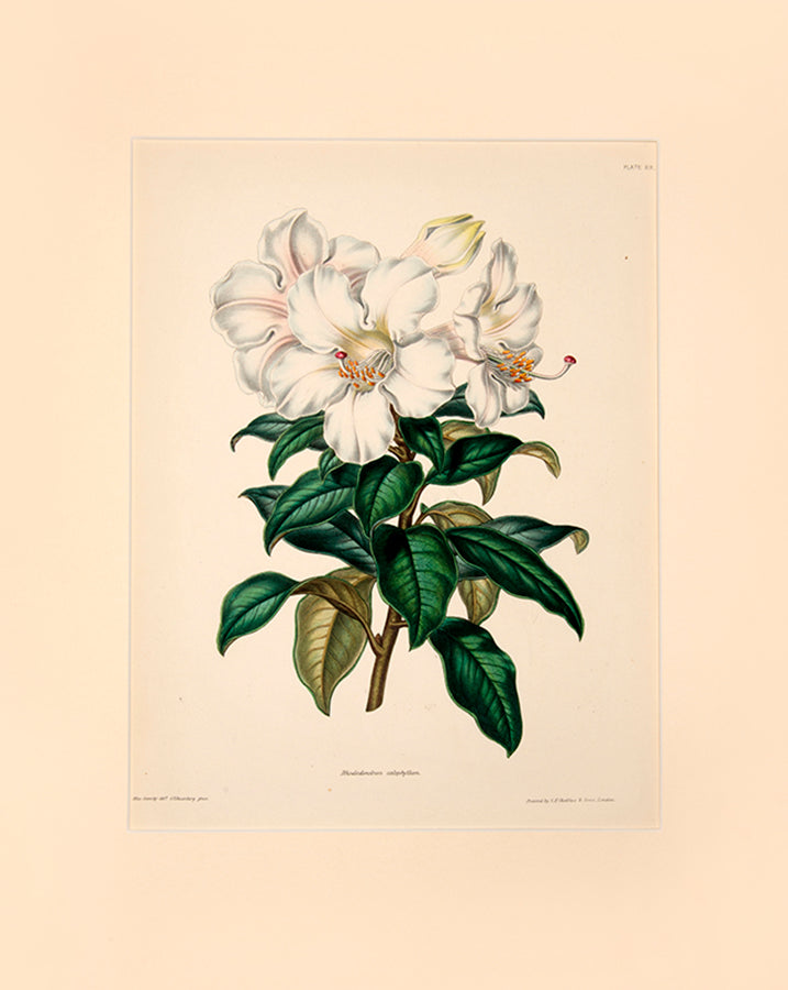 Rhodendendrons have wonderful loose white or pale pink flowers.