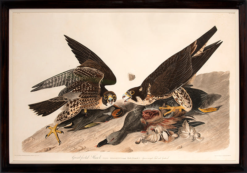 Great Footed Hawk is plate 16 from John James Audubon's Birds of America which was printed between 1827 and 1838.