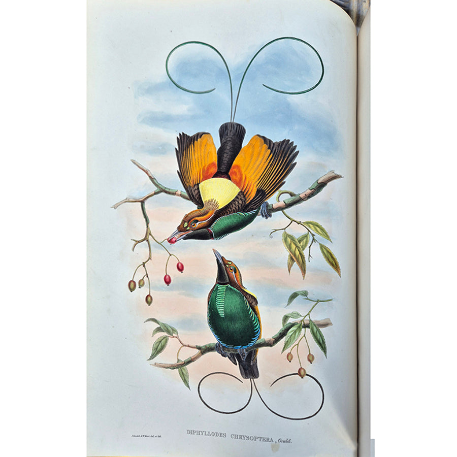 The Birds of New Guinea,