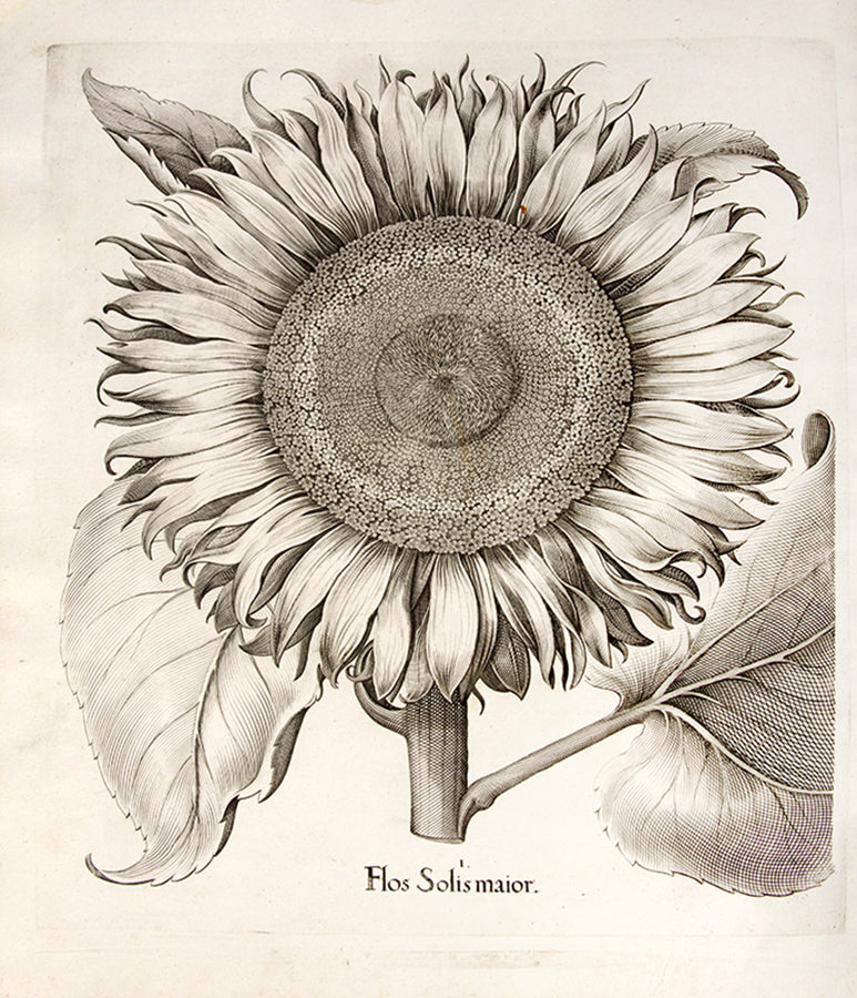 First edition of the first great illustrated flower book, Basil Besler's Hortus Eystettensis, published in an edition of only 300 copies in 1613.