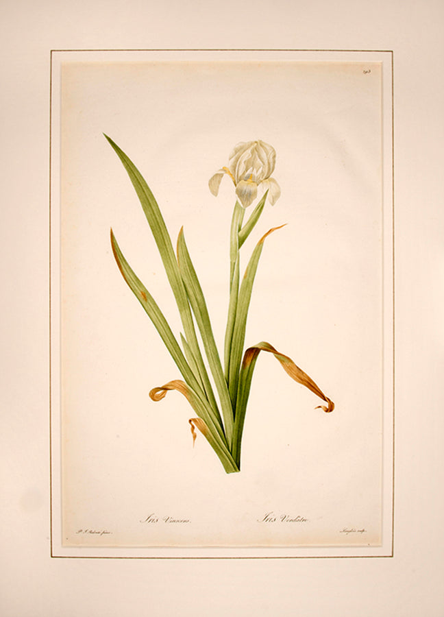 Iris Virescens. Iris Verdâtre.