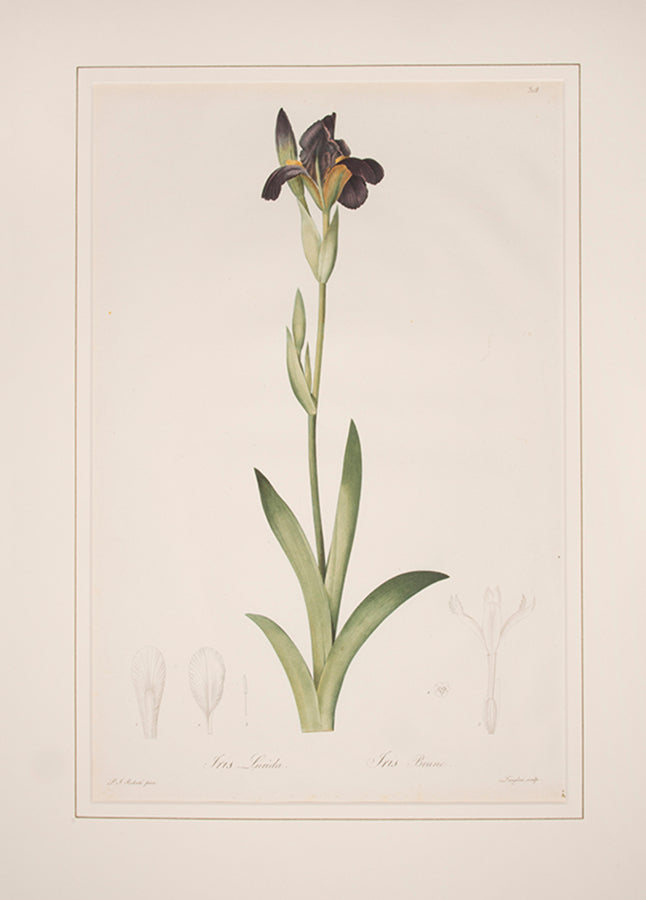 Iris Lurida. Iris Brune.