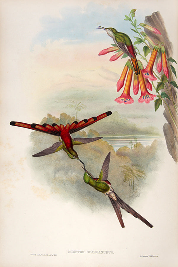 First edition of A Monograph of the Trochilidae or Family of Humming Birds by John Gould.