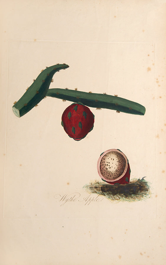 First editions of Lydia Byam's A Collection of Exotics, from the Island of Antigua and A Collection of Fruits from the West Indies, one of the rarest American Floras.