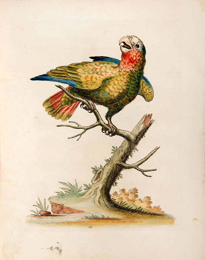 The White Headed Parrot. Pl. 166.