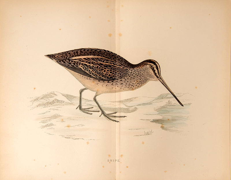 The fourth and fifth editions respectively of Beverly R. Morris's History of British Birds and British Game Birds, 1895-1897, with hand-coloured plates.