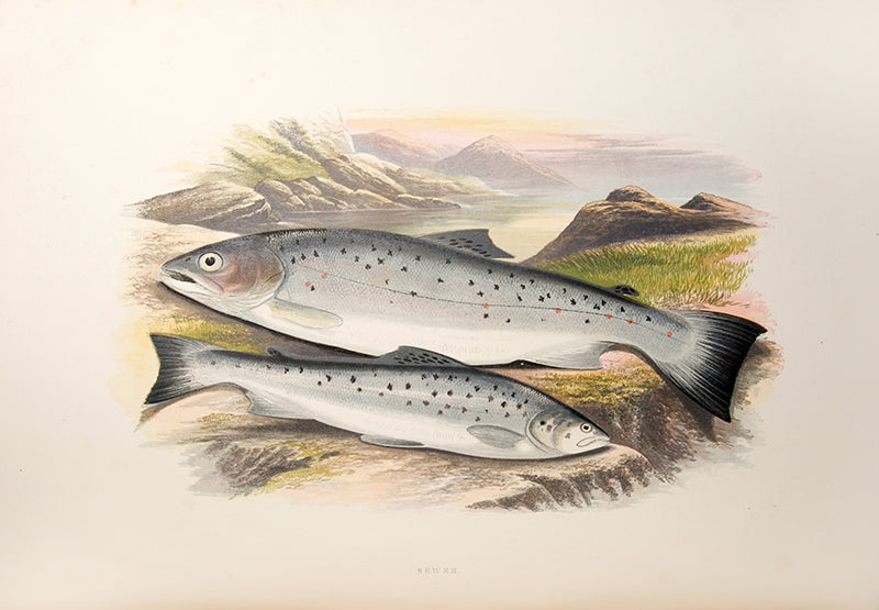 First edition, a handsome set of British Fresh-Water Fishes by William Houghton, with colour illustrations, published in 1879.