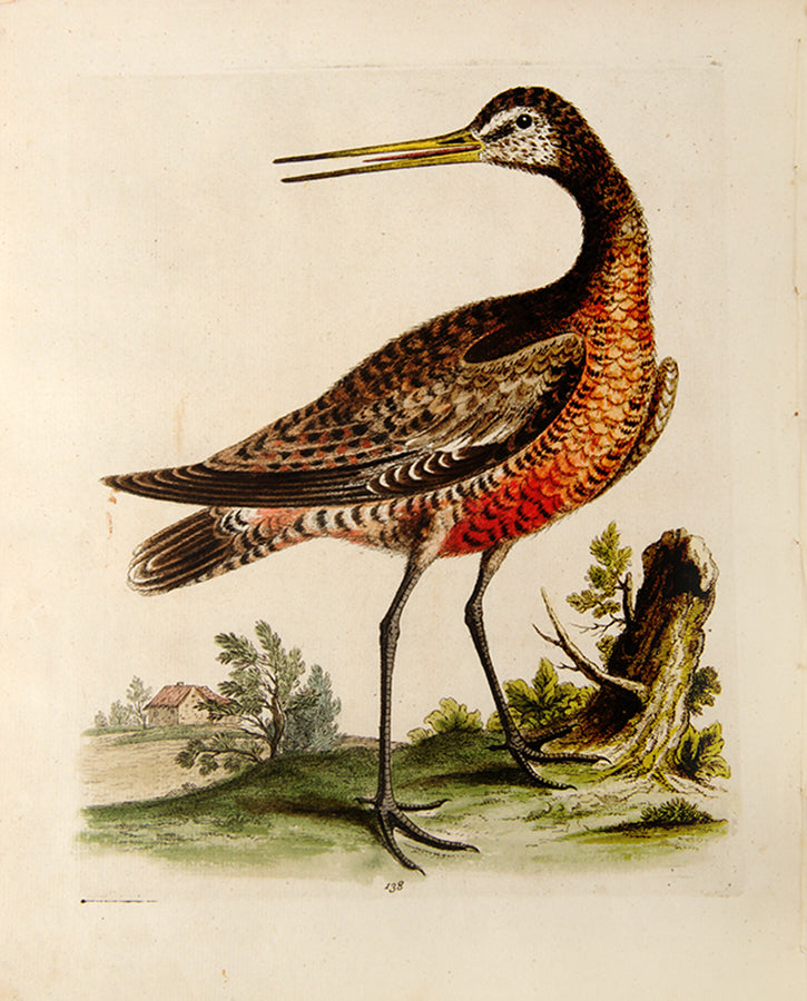 The Red-breasted Godwit. Pl. 138.