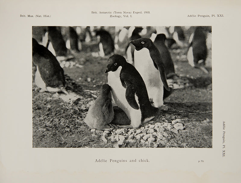 The first monograph on the Adelie penguin, by zoologist G. Murray Levick, a member of Robert Falcon Scott's 'Terra Nova' expedition.