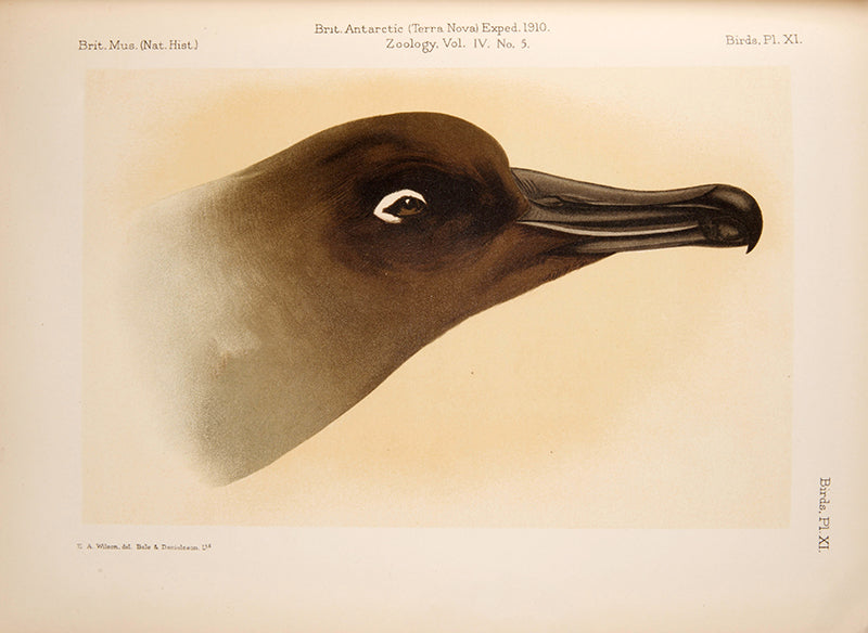 A rare publication authored by esteemed ornithologists Percy Lowe and Norman Kinnear, who compiled their own research with the observations and illustrations of the late Edward Wilson, who died with Captain Scott on their ill-fated return from the Antarctic.