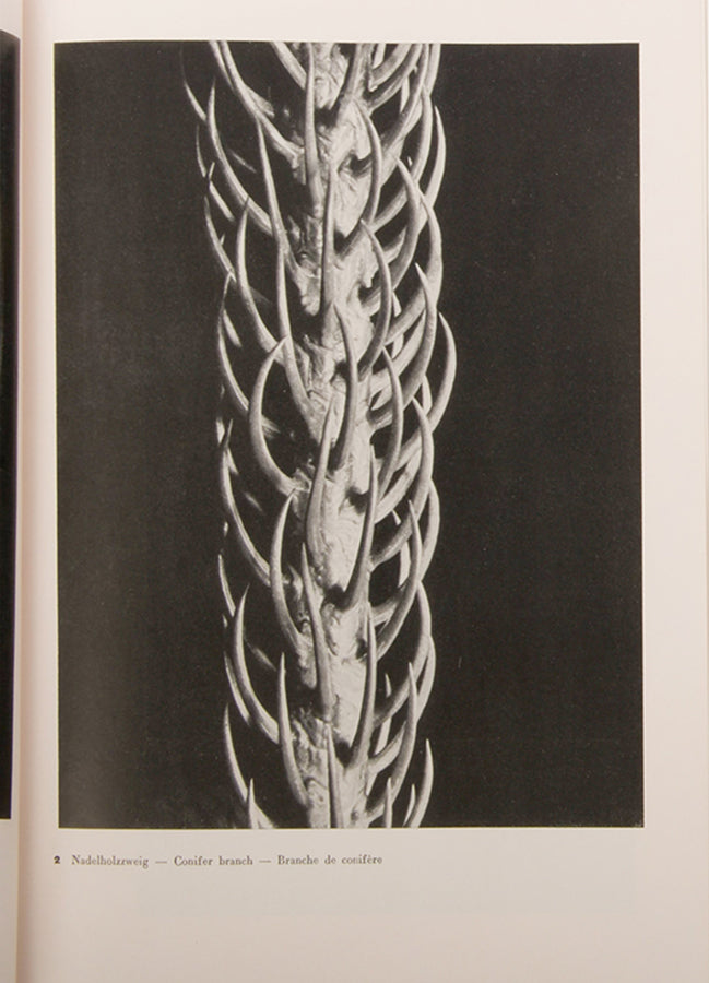 60 Fotos is the first mongraph of Aenne Biermann's photographs, with the publisher's scarce wraparound band.
