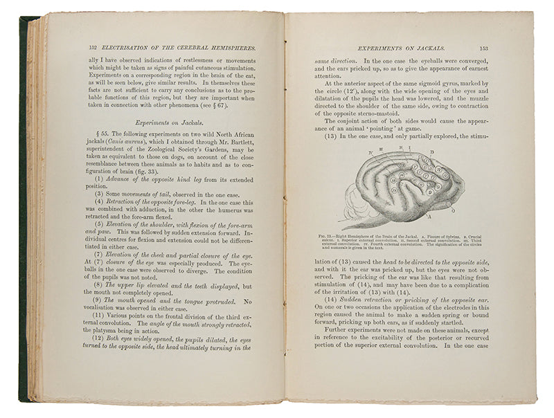 The Functions of the Brain.