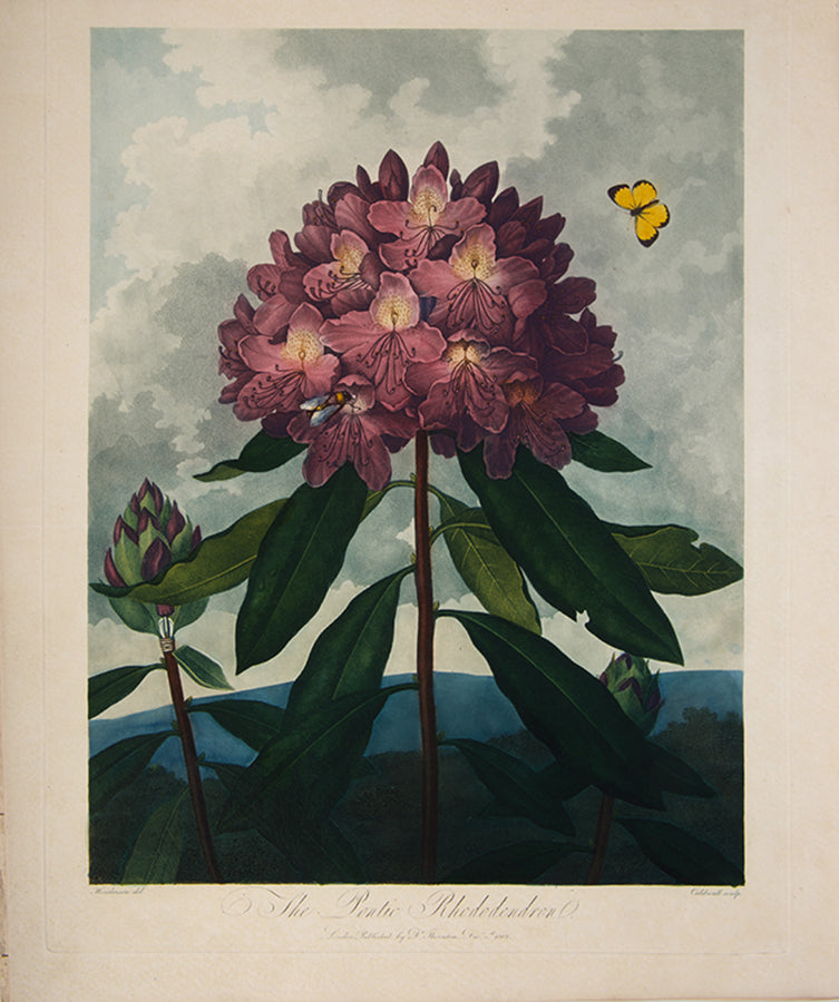 The Pontic Rhododendron.