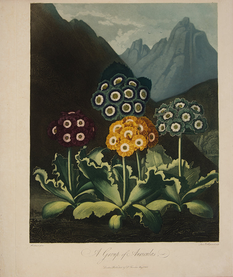 A Group of Auriculas.