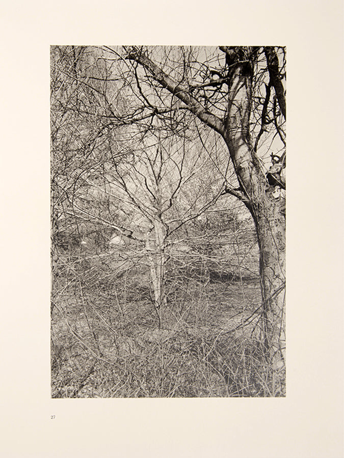 Friedlander's photographs in Flowers and Trees maintain the integrity of the flowers pictured, neither distorted nor abstracted
