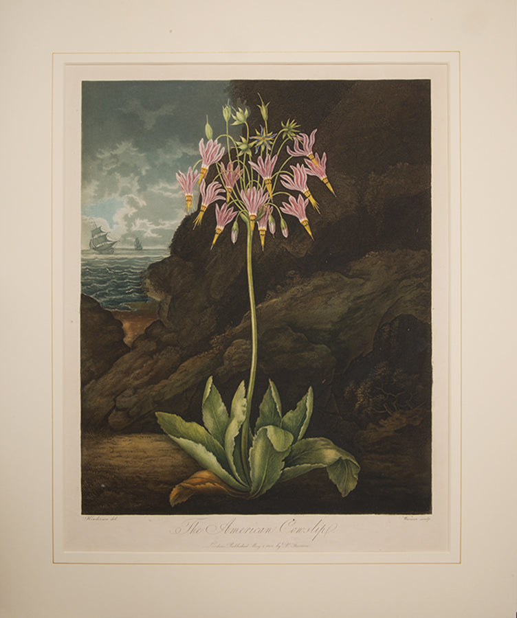 The American Cowslip.