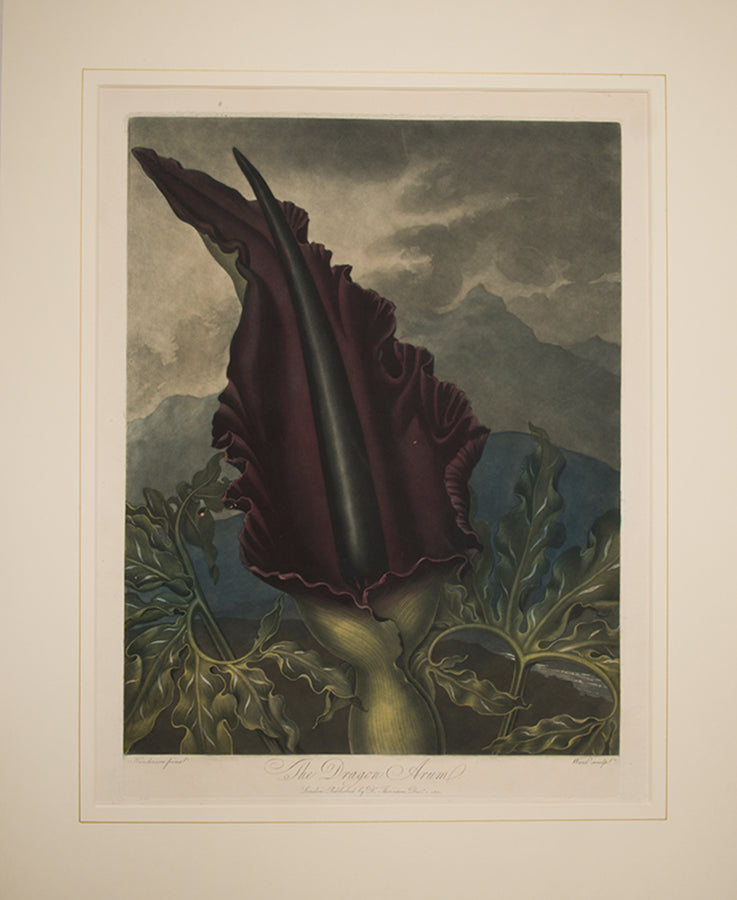The Dragon Arum.