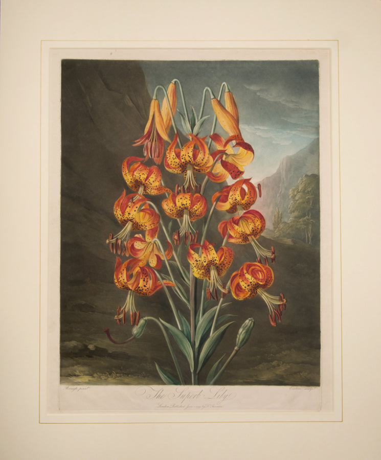 The Superb Lily.