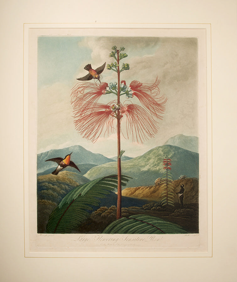 Large Flowering Sensitive Plant.