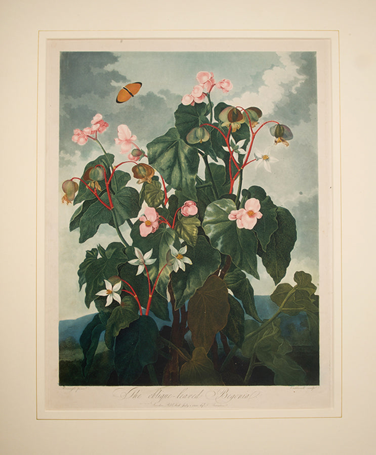 The oblique-leaved Begonia.