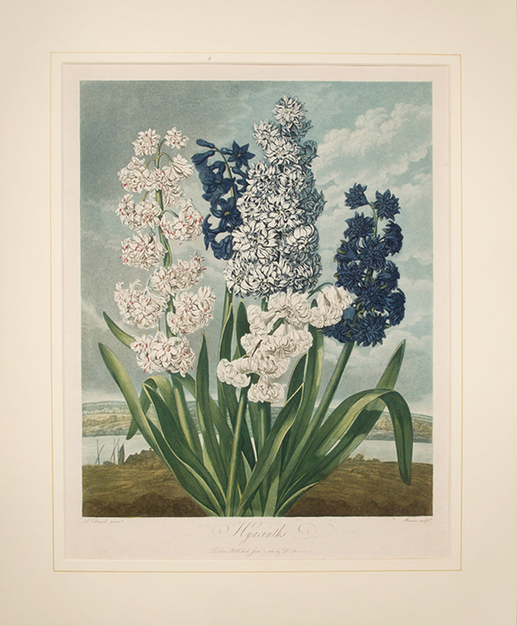 Hyacinths.
