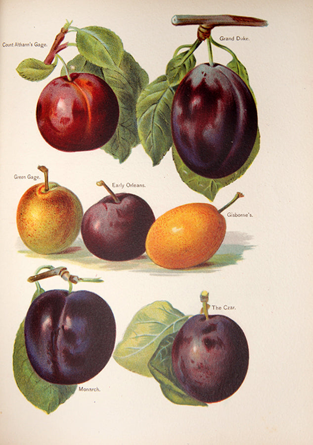 First edition of the lavishly illustrated Fruit grower's Guide by John Wright, illustrated by Mary Rivers, 1891-1894.
