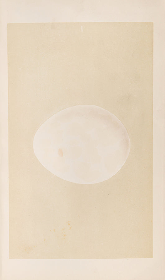 Mixed set of F.O. Morris's History of British Birds and History of Nests and Eggs, 1863-1864.