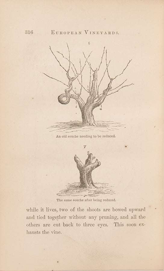 The first edition of William Flaggs' Three Seasons in European Vineyards, illustrated with line drawings