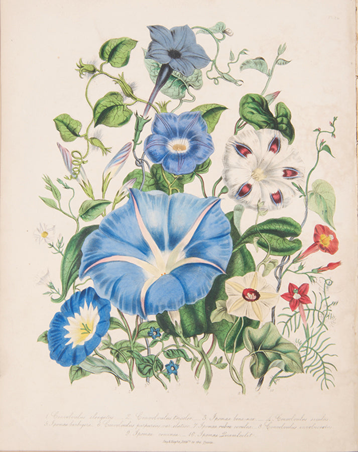 First edition of the beautifully hand-coloured Ladies Flower-Garden of Ornamental Annuals by Jane Loudon, published in 1840.