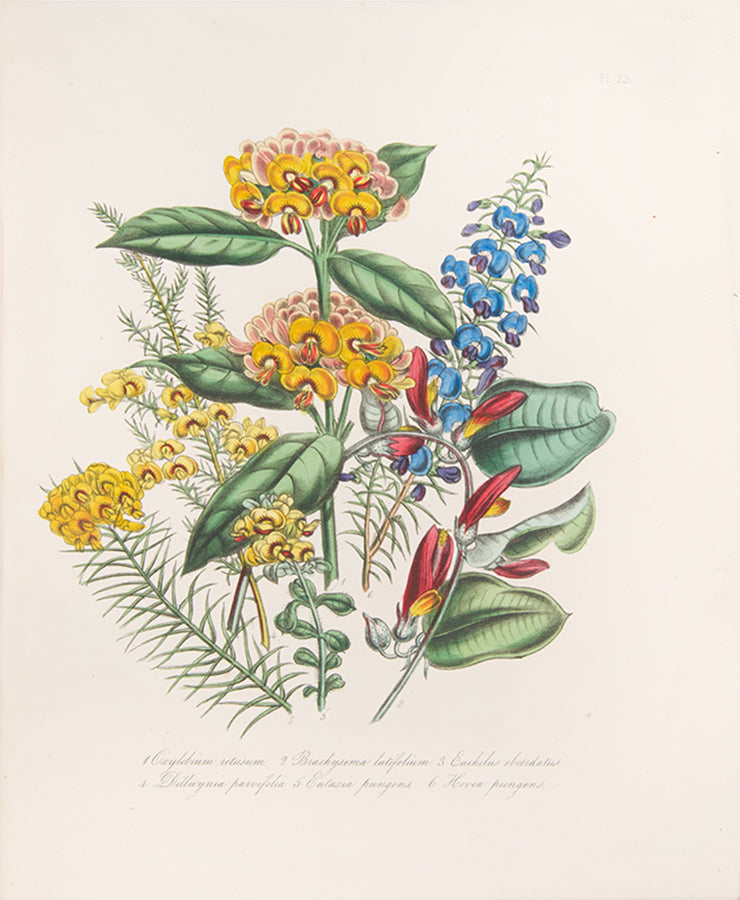 Second edition of Jane Loudon's beautifully hand-coloured Ladies' Flower-Garden of Ornamental Greenhouse Plants.