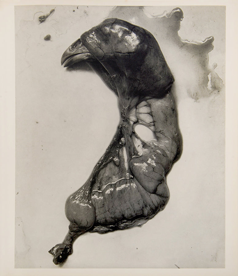 Issued as Aperture 10:4, this is one of a small number of copies that Minor White had bound for Frederick Sommer to distribute privately