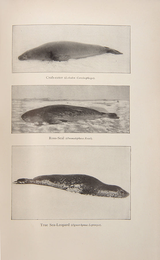 First edition of Frederick Cook's Through the First Antarctic Night. Cook's narrative of the first Belgian expedition to the Antarctic, under Gerlache de Gomery, was the only first-hand account of the expedition published in English.