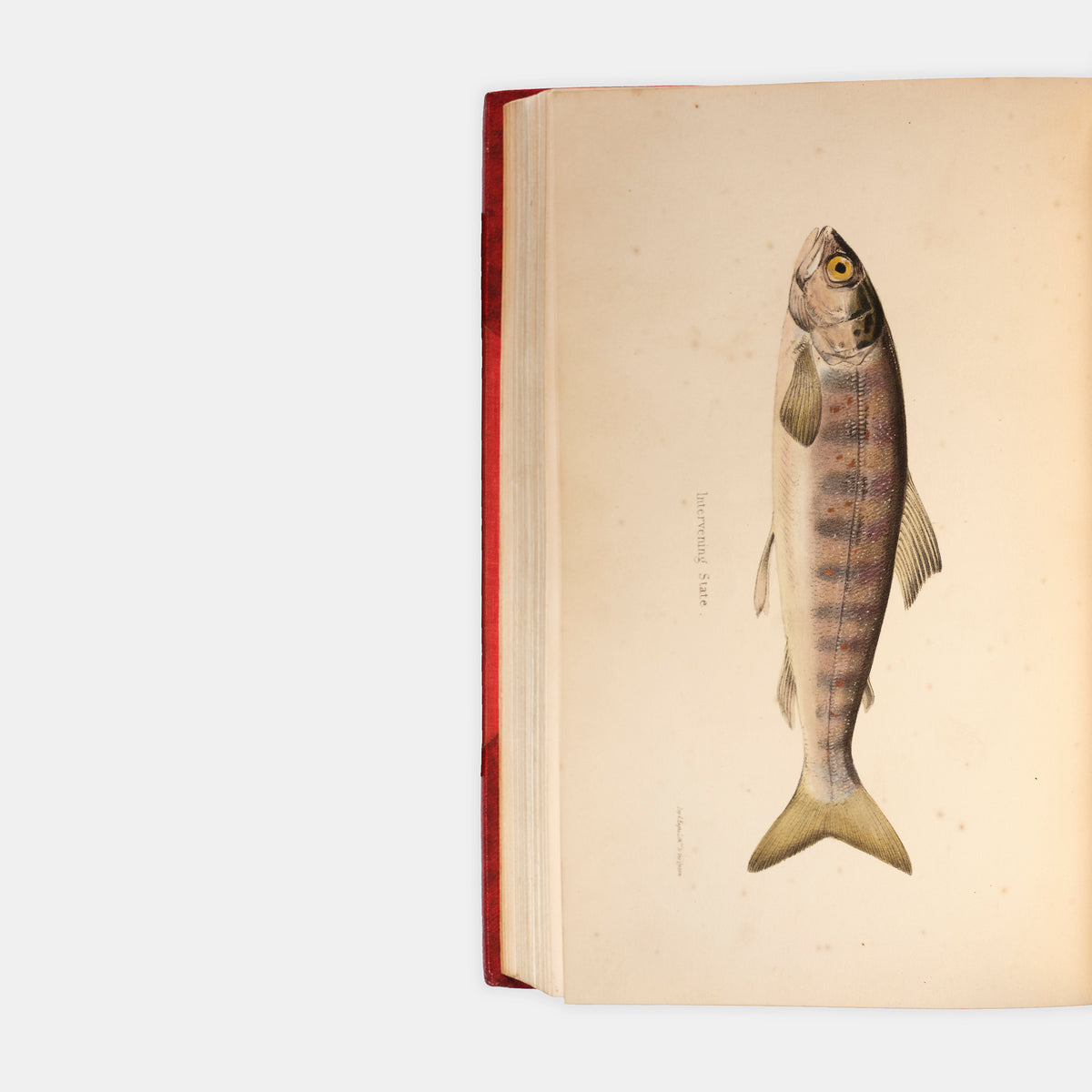 Days and Nights of Salmon Fishing in the Tweed;