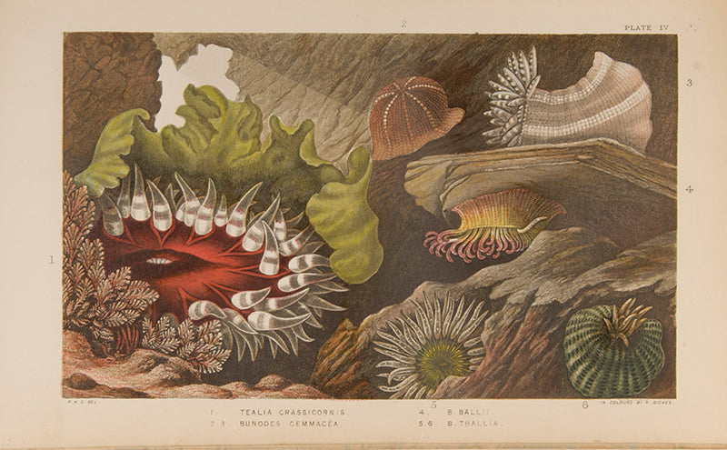 Actinologia Britannica.