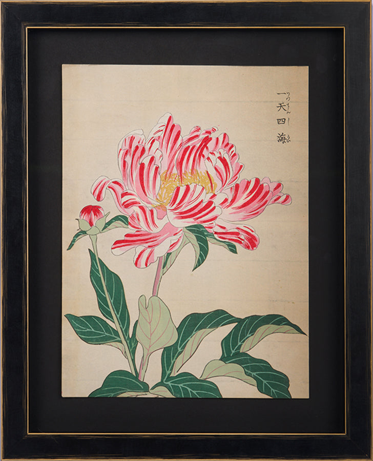 Japanese woodblock print of a shimanishiki peony.