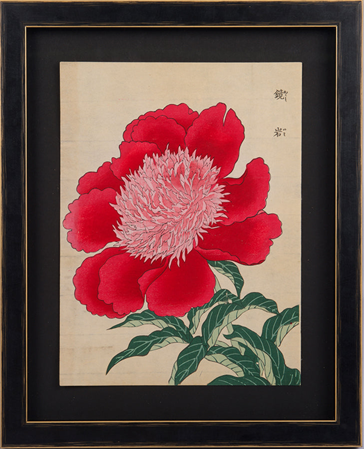 Japanese woodblock print of an anemone-flowered red peony.