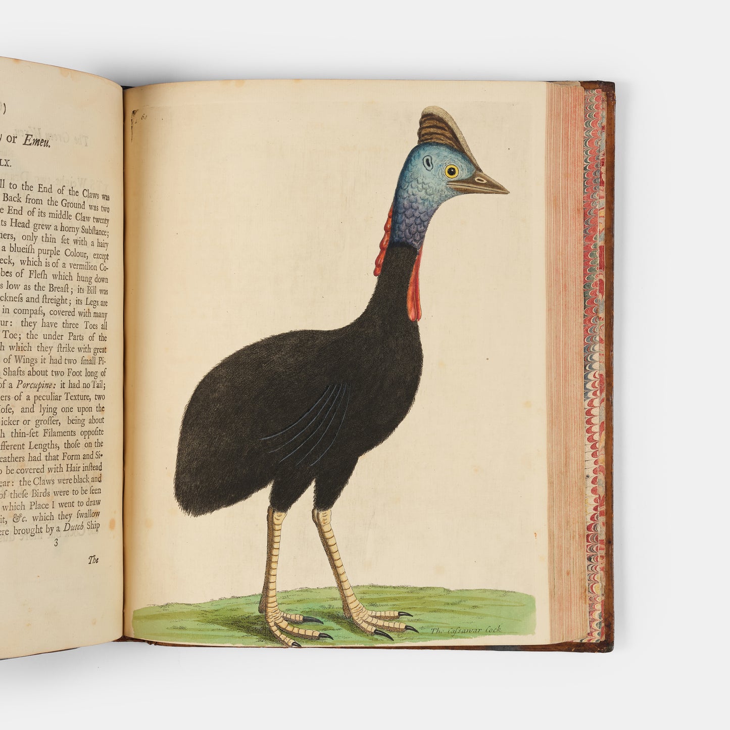 First editions of A Natural History of Birds by Eleazar Albin, the first British bird book illustrated with hand-coloured plates, published in 1731, 1734, & 1738.