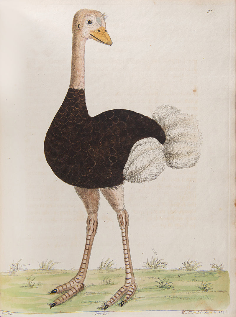 First editions of A Natural History of Birds by Eleazar Albin, the first British bird book illustrated with hand-coloured plates, published in 1731, 1734, & 1738.