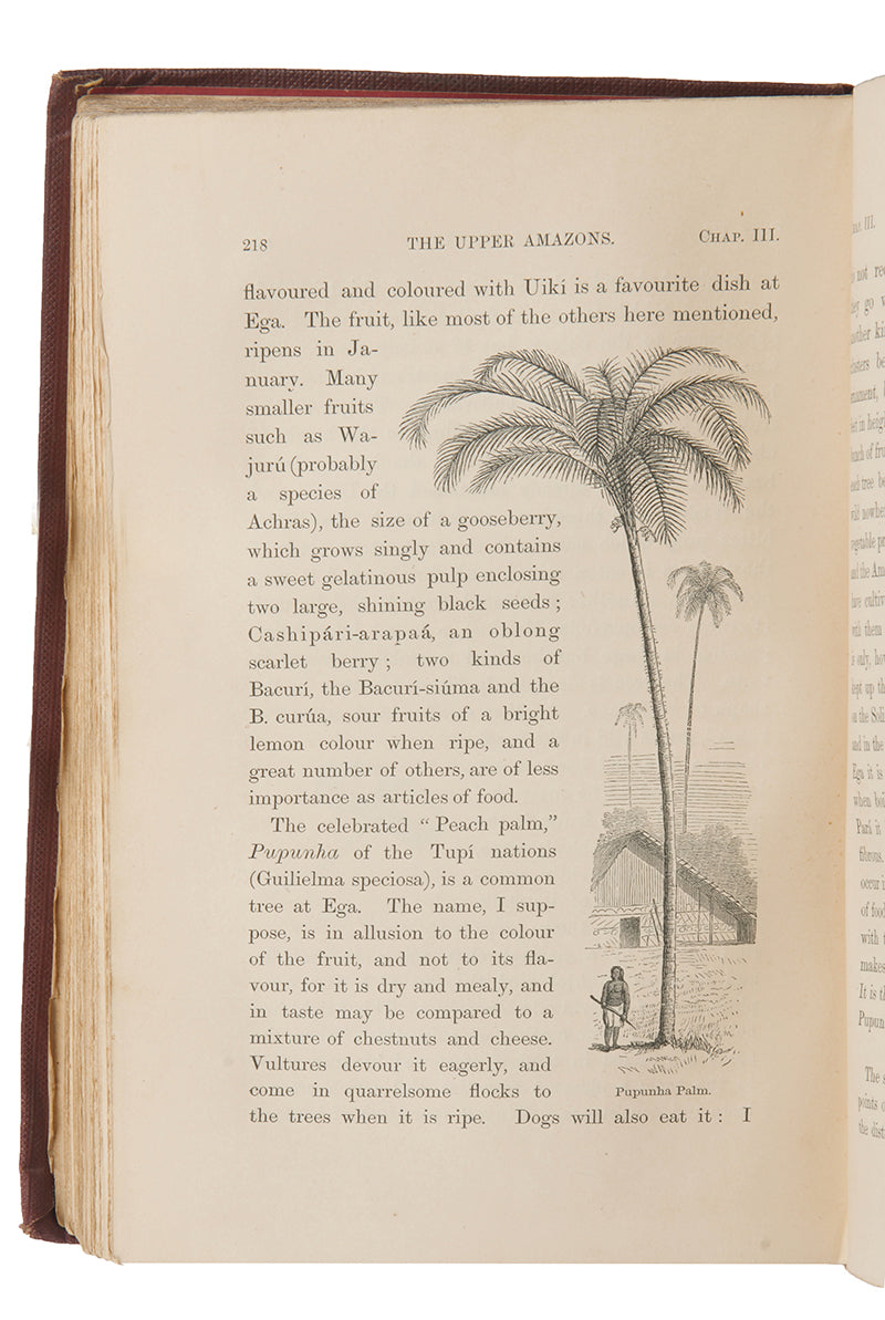 First edition of naturalist Henry Walter Bates's The Naturalist on the Rivers Amazon, a major contribution to the literature of Amazonia by a supporter of Charles Darwin.