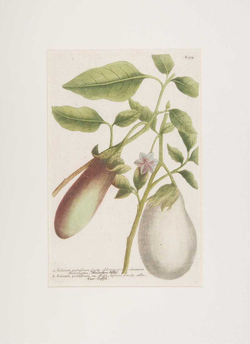 Eggplant.